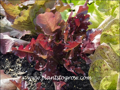 Red Mascara leaf lettuce.  Has frilly oak-leaf type leaves with a dark color.